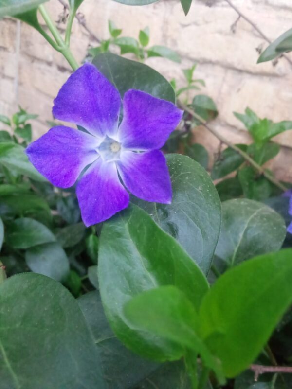Flowering Plant 30