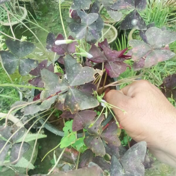 Flowering Plant 10