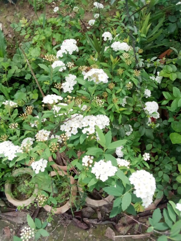 Flowering Plant 26