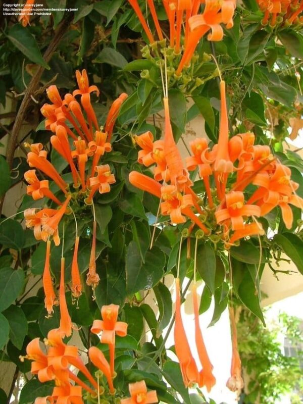 Flowering Plant 31