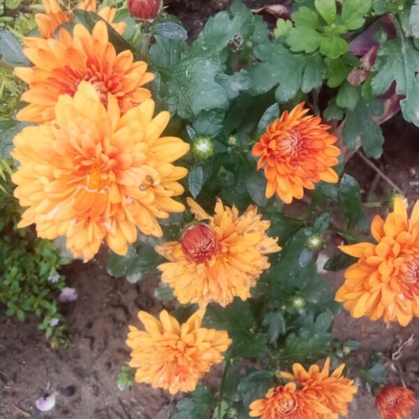 Flowering Plant 18