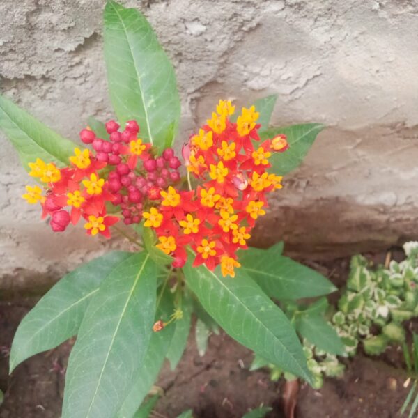 Flowering Plant 22