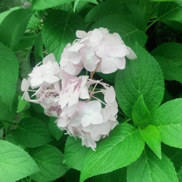 Flowering Plant 13