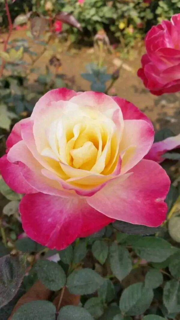 Different Roses Types - Image 8