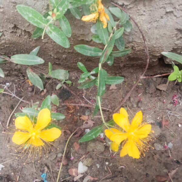 Flowering Plant 23