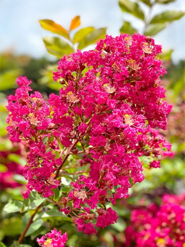 Flowering Plant 02