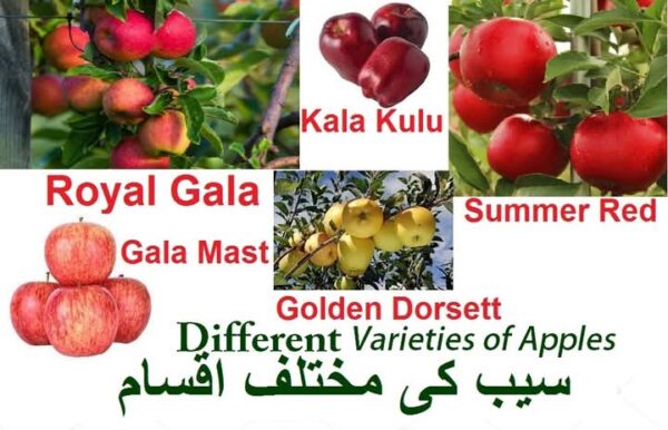 Different Varieties of Apple (سیب کی مختلف اقسام)
