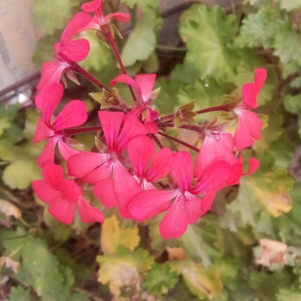 Flowering Plant 14 - Image 2