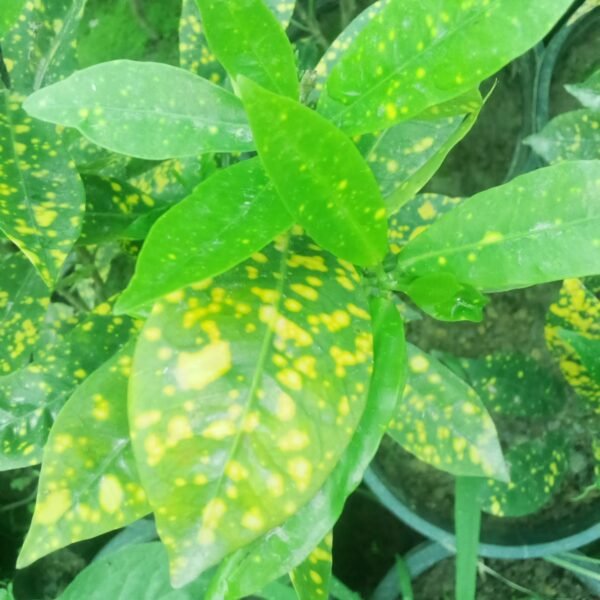 Flowering Plant 08