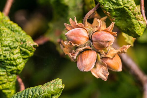 Hazelnuts Plant (ہیزلنٹ کا پودا)