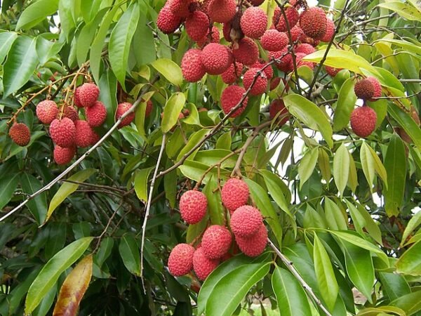 Lychee Plant (لائچی پودا)