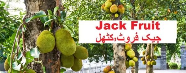 Jackfruit Plant (جیک فروٹ)