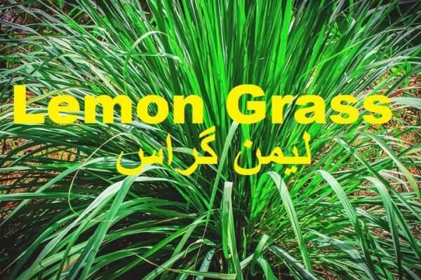 Lemongrass (لیمن گراس)