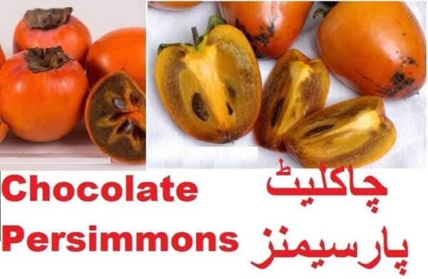Chocolate Persimmons (چاکلیٹ پرسمون)