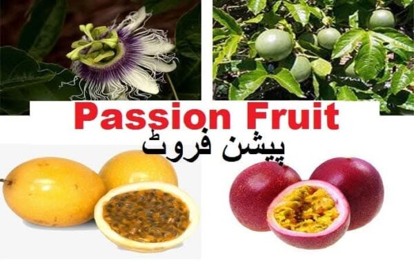 Passion Fruit (پیشن فروٹ)