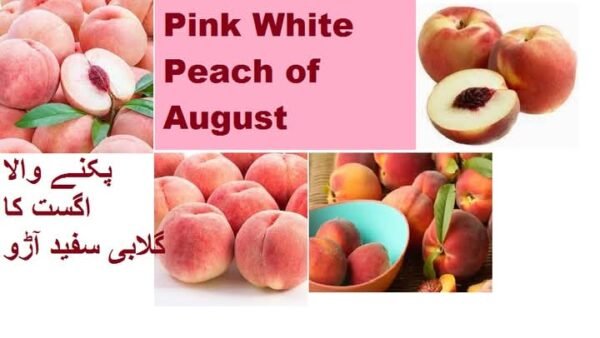 Pink White Peach of August
