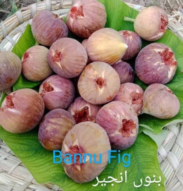 Bannu Fig