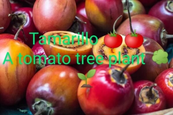 Tamarillo (ٹامیریلو)