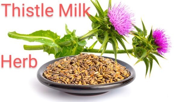 Milk Thistle (دودھ جھاڑ)