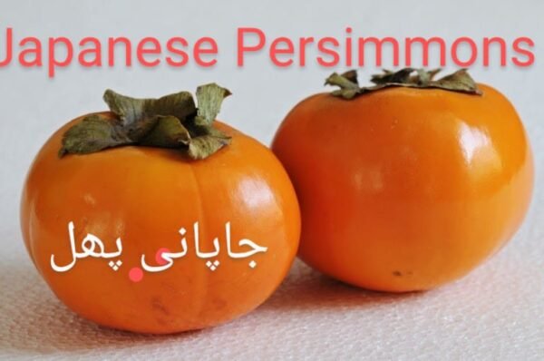 Japanese Persimmons