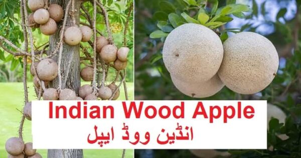 Indian Wood Apple (کٹھل / بیل)
