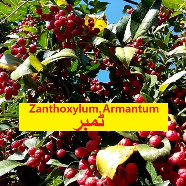 Zanthoxylum Armatum (تمرہ / تیمور)