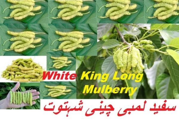 White King Long Mulberry (سفید لمبی شہتوت)