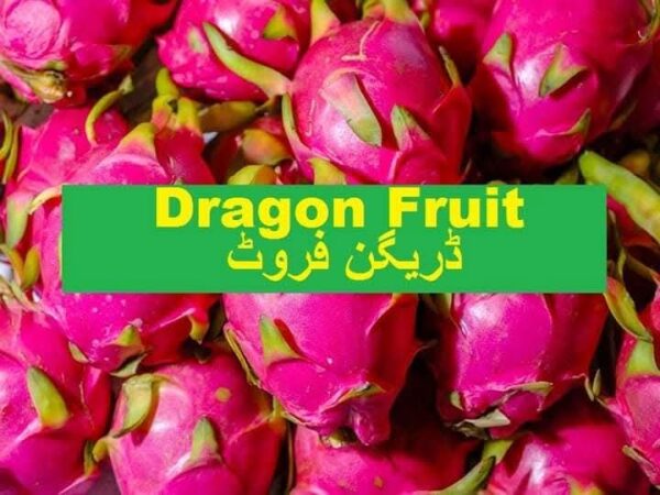 Dragon Fruit