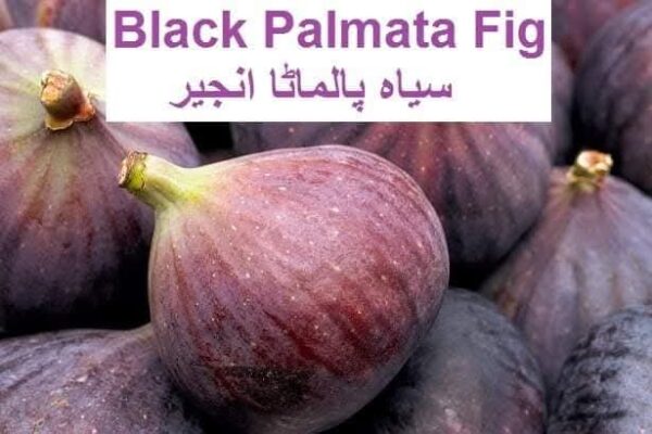 Black Palmata Fig
