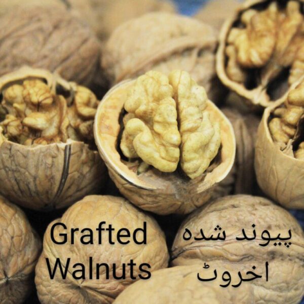 Grafted Walnuts Plant گرافٹڈ اخروٹ