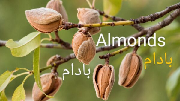 Almond Plant (بادام)