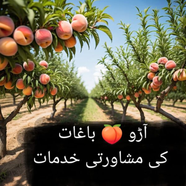 Peach Gardens – Expert Tips