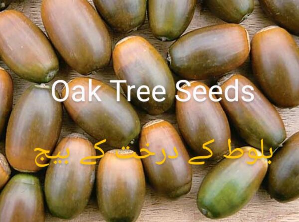 Oak Tree Seeds (بلوط کے درخت کے بیج)