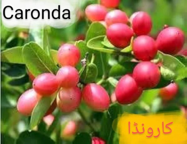 Caronda Plant (کارونڈا)