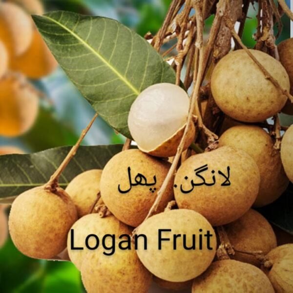 Logan Fruit Plant (لوگان فروٹ)