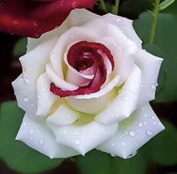 Different Roses Types - Image 4