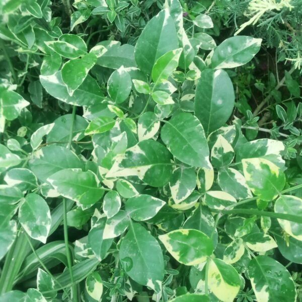 Flowering Plant 09