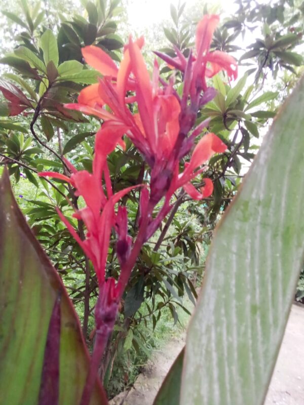 Flowering Plant 28