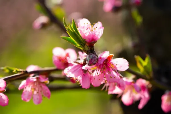 Flower Peach Plant (فلاور پیچ ) - Image 2