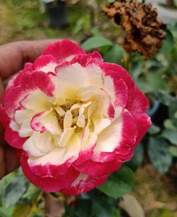 Different Roses Types - Image 6