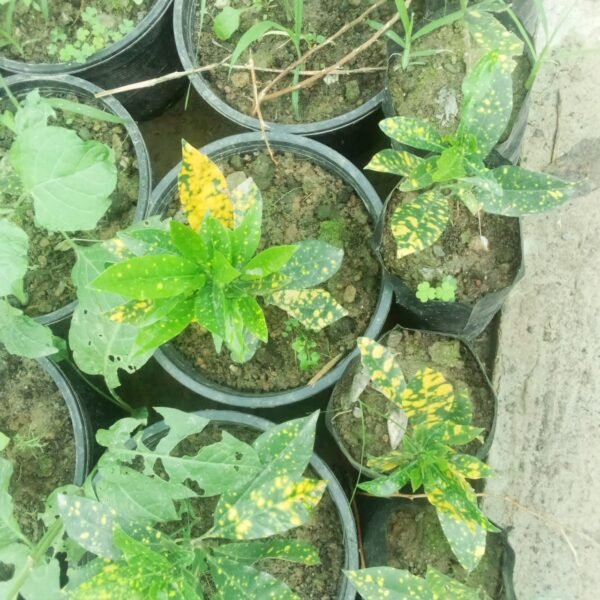Flowering Plant 08 - Image 2