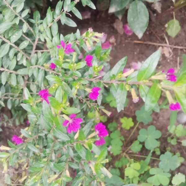 Flowering Plant 17