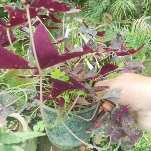 Flowering Plant 10 - Image 2