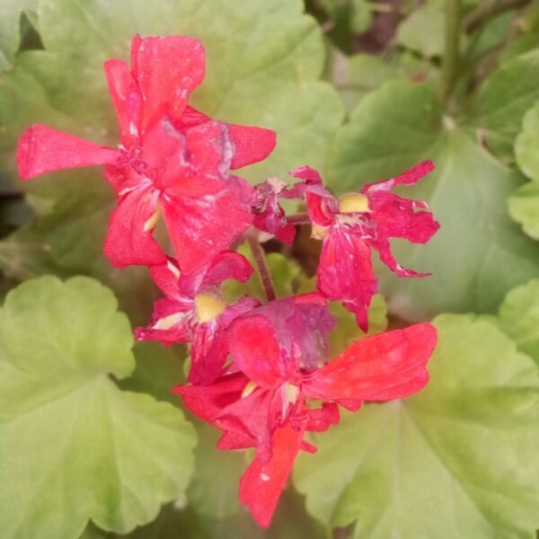 Flowering Plant 14