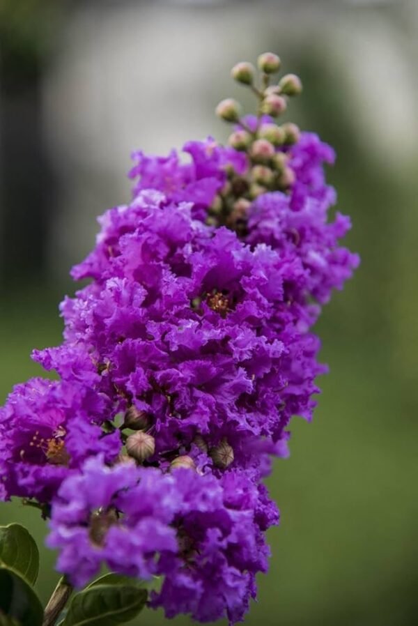 Flowering Plant 03