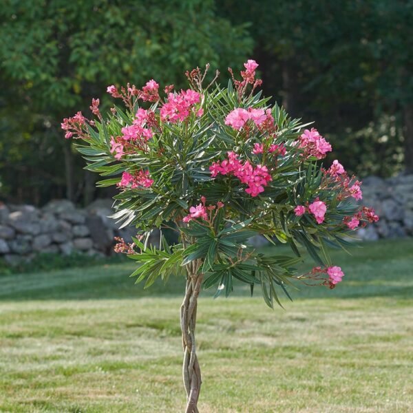 Flowering Plant 07