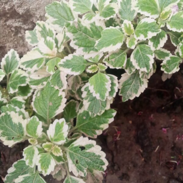 Flowering Plant 20
