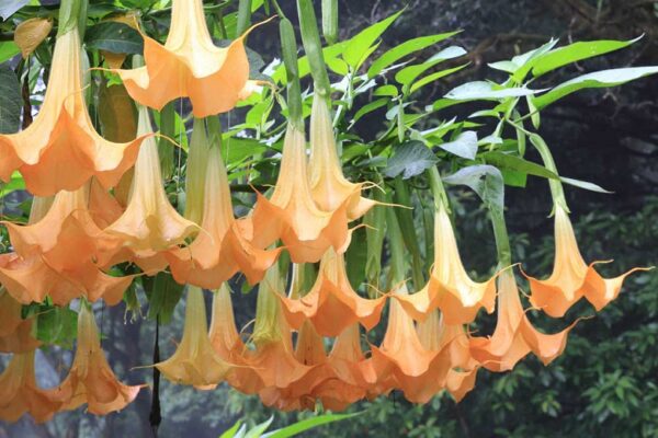 Flowering Plant 31 - Image 2