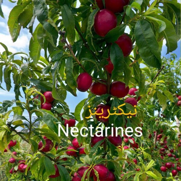 Nectarine Plant (نیکٹرین)