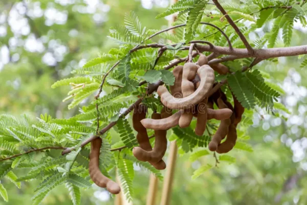 Sweet Tamarind Plant